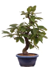 Bonsai pseudocydonia sinensis usato Bonsai pseudocydonia sinensis usato  Spedire a Italy