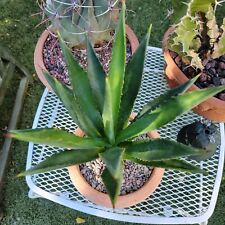 Agave decipiens false for sale  Valley Village