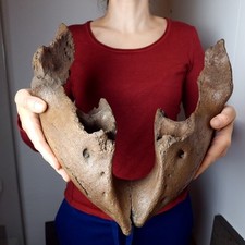 Junger wollhaarmammut mammoth gebraucht kaufen  Nürtingen