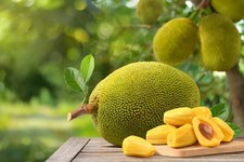 Jackfruit tree live for sale  Tampa