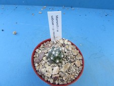 Mammillaria saboae ssp. for sale  HALESOWEN