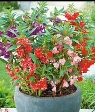 Semillas flor belen for sale  Cleveland