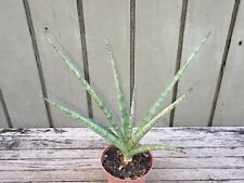 Sansevieria hybrid silver for sale  Homestead