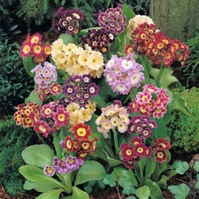 Plugs mini primula for sale  SPILSBY