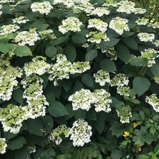 Hydrangea haas halo for sale  Hudson
