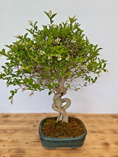 Bonsai liguster laub gebraucht kaufen  Böhl-Iggelheim