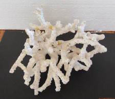 Amazing piece branchy for sale  Fromberg