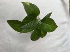 Golden pothos healthy for sale  Bronx