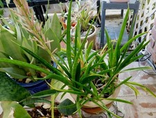 Sansevieria sanseveria aethiop for sale  San Clemente