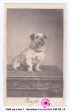 Petit chien assis d'occasion  Chaumont