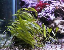 Promozione piante macroalghe usato  Italia