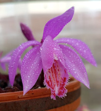 Pleione pleionoides orchid for sale  MEXBOROUGH