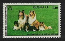 Rough collies shetland for sale  UK