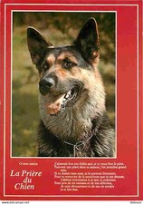 Animaux chiens berger d'occasion  Fruges