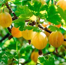 Gooseberry ribes uvacrispa for sale  UK