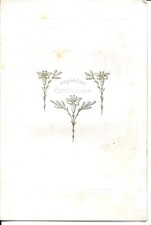 Menu ancien collection d'occasion  Caromb