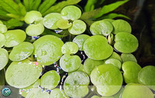 Limnobium laevigatum piante usato  Feldthurns