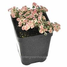 Pilea microphylla variegata for sale  Winter