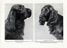 Field spaniel two for sale  COLEFORD