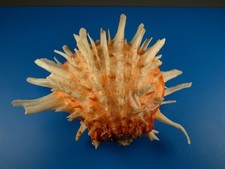 Spondylus princeps great for sale  Kapolei