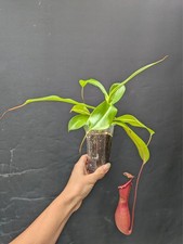 nepenthes for sale nepenthes for sale TELFORD