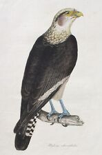 Yellow headed caracara for sale  LEYBURN