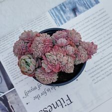 Echeveria lemon berry for sale  Northport