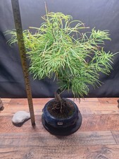 Large golden larch for sale  PETERBOROUGH