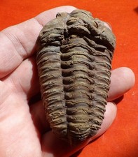 Trilobite ordovicien maroc d'occasion Trilobite ordovicien maroc d'occasion  Cuxac-d'Aude
