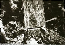 Vintage chainsaws old for sale  Marquette