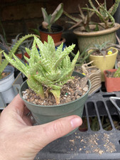 aloe juvenna for sale  Houston