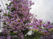 Thalictrum rochebrunianum hard for sale  PERTH