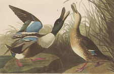 1944 audubon print for sale  Medina