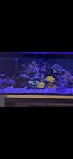 blue tang fish for sale blue tang fish for sale REDHILL