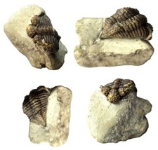British silurian strawberry for sale  TELFORD
