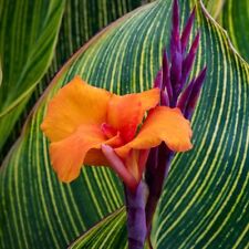 exotic canna plant plants for sale exotic canna plant plants for sale Riverside