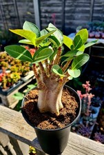 Adenium obesum desert for sale  CLACTON-ON-SEA