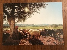 Shepherd flock shepherd for sale  Auburn