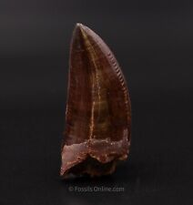 Carcharodontosaurus tooth rex. for sale  North Port