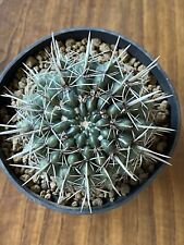 Notocactus roseoluteus 7.3 usato  Valdastico