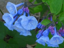 Virginia bluebell roots for sale  Mcminnville