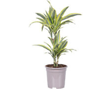 Drachenbaum floraself dracaena gebraucht kaufen  Deutschland