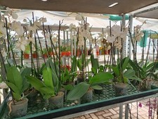 Orchidea phalaenopsis senza usato  Foligno