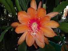 Epiphyllum orchid cactus for sale  San Jose