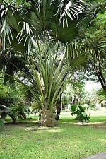 Samen fächerpalme hat gebraucht kaufen Samen fächerpalme hat gebraucht kaufen  Calw