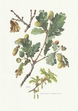 Board natural history d'occasion  Expédié en Belgium