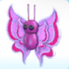 Adopt orchid butterfly usato  Catania