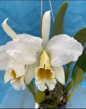 Cattleya percivaliana alba for sale  San Francisco