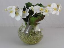 Winward orchid phalaenopsis for sale  Cincinnati