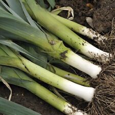 Leek plants musselburgh for sale  EVESHAM
